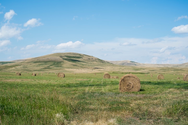 A field full of haystacks.