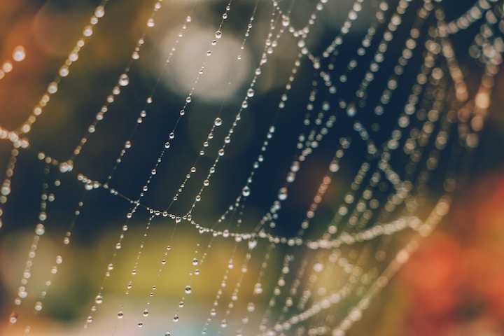 A spiderweb, which is the closest I could get to a graph on Unsplash.